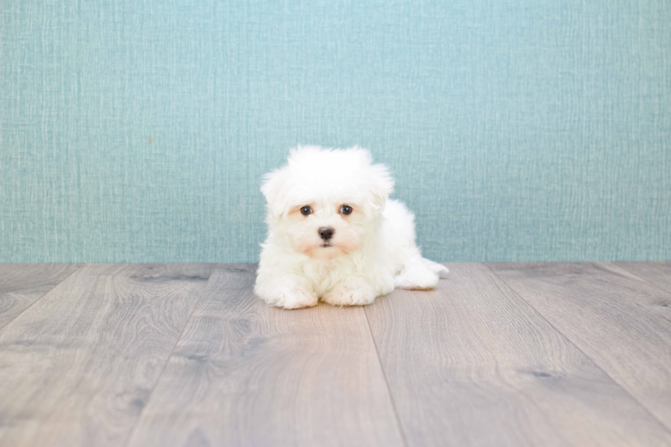 Small Maltese Purebred Pup