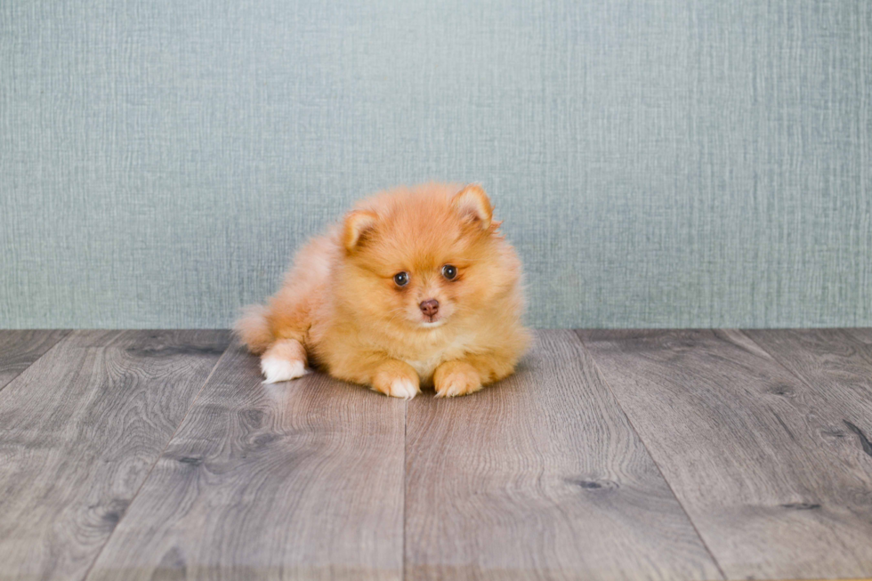 Popular Pomeranian Purebred Pup