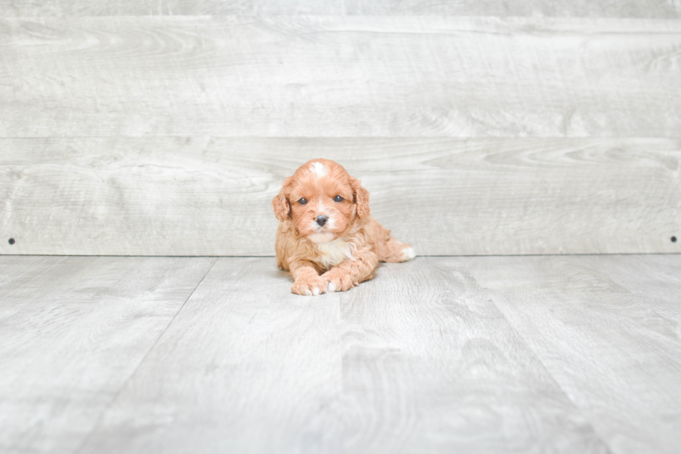 Popular Cavapoo Poodle Mix Pup