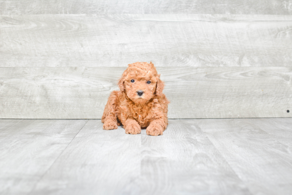 Mini Goldendoodle Puppy for Adoption