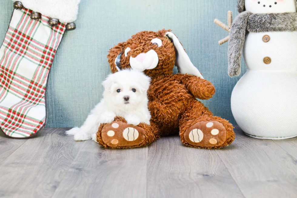 Hypoallergenic Maltese Baby