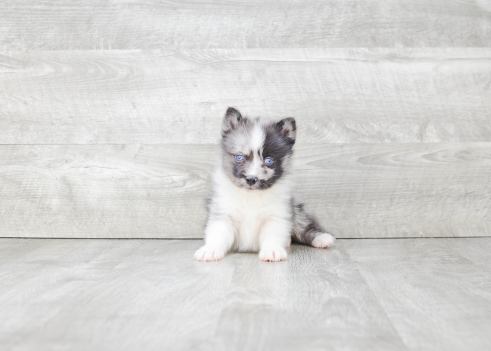 Pomsky Puppy for Adoption