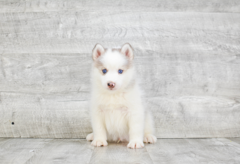 Energetic Mini Husky Designer Puppy