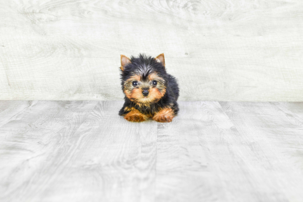 Meet Tinkerbell - our Yorkshire Terrier Puppy Photo 