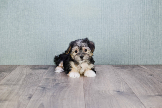 Funny Morkie Designer Pup