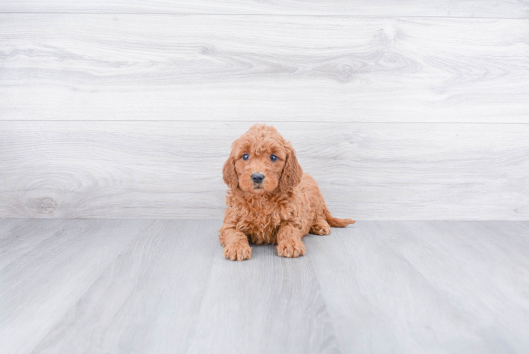 Best Mini Goldendoodle Baby