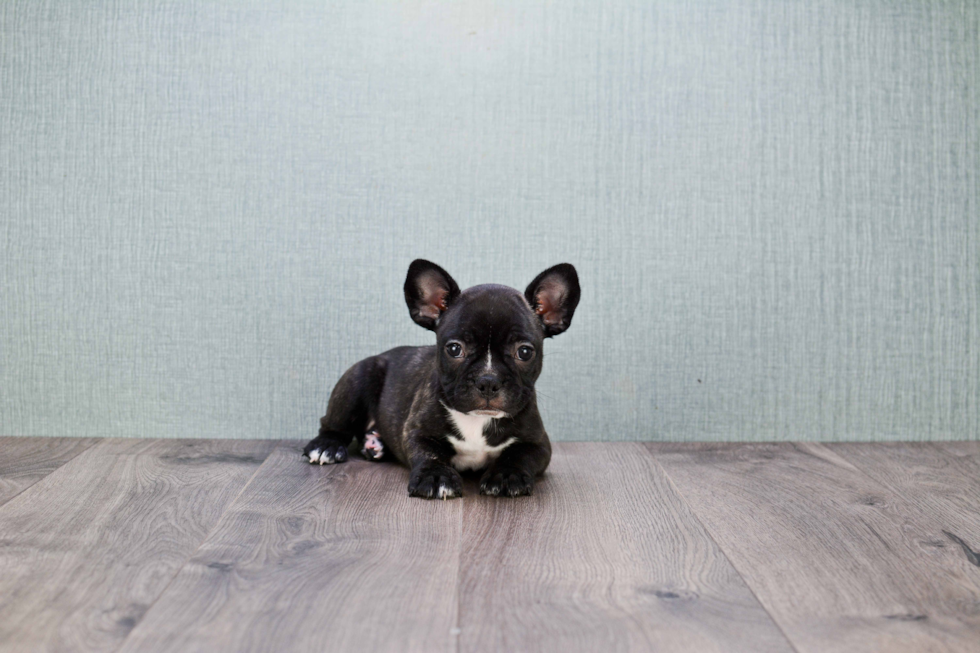 Happy Frenchie Purebred Puppy