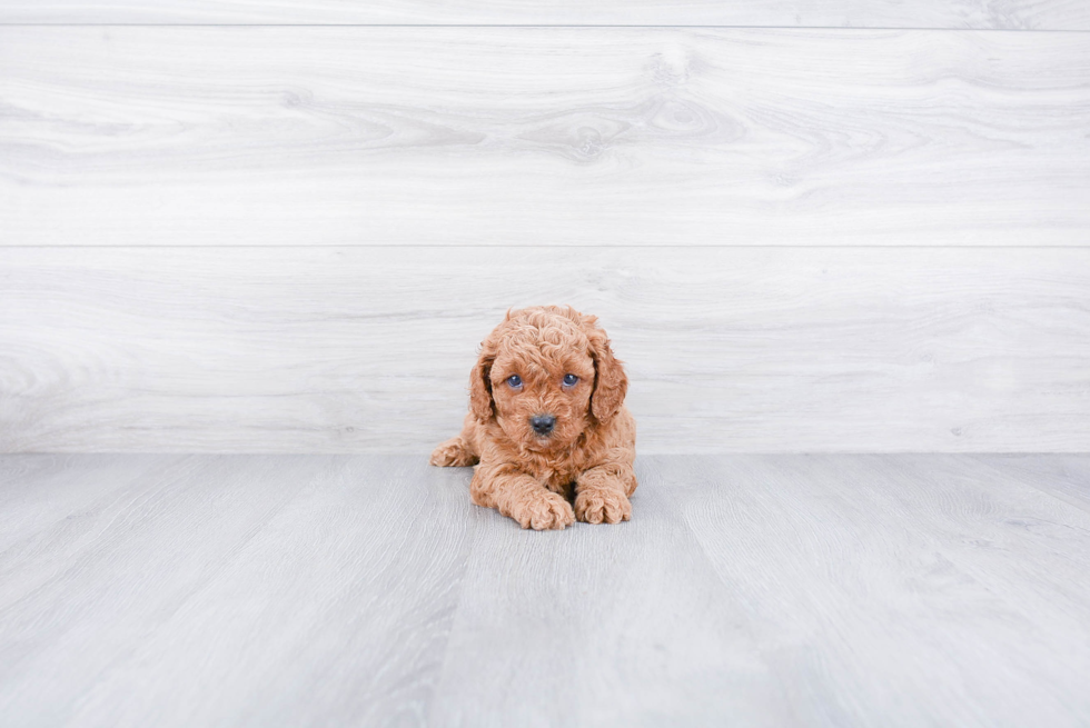 Happy Cavapoo Baby