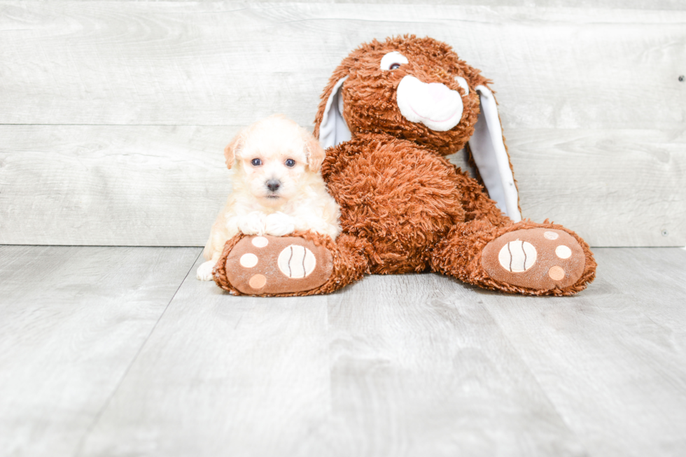 Maltipoo Pup Being Cute