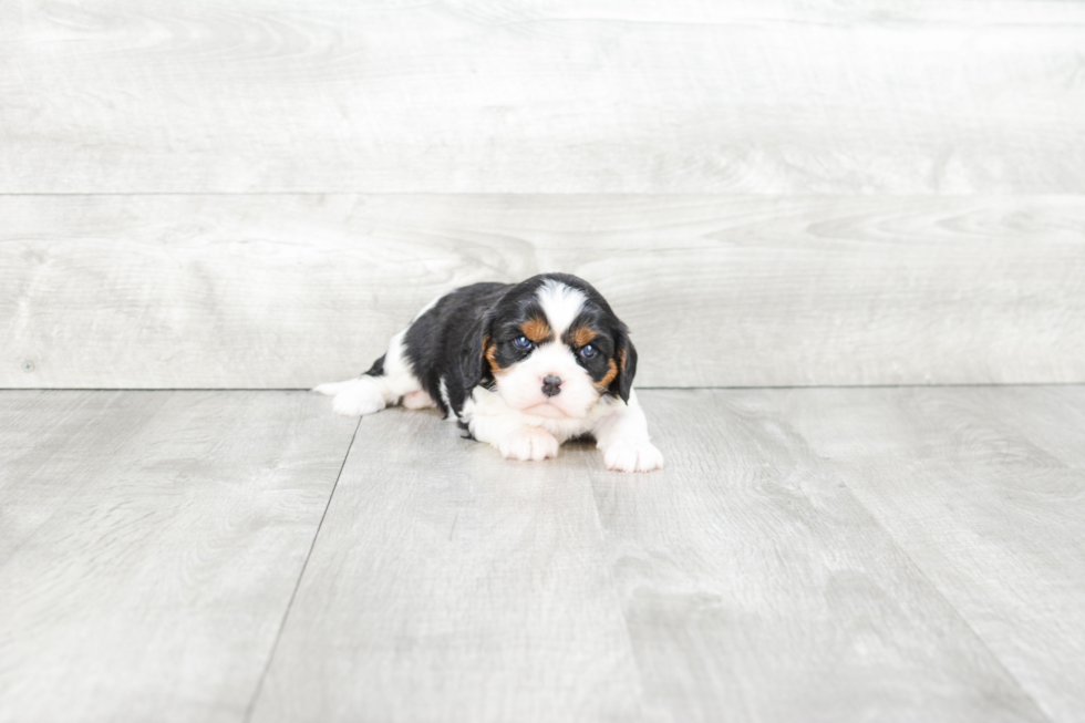 Best Cavalier King Charles Spaniel Baby