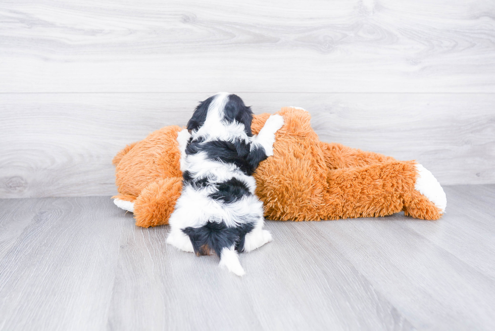 Cavalier King Charles Spaniel Pup Being Cute