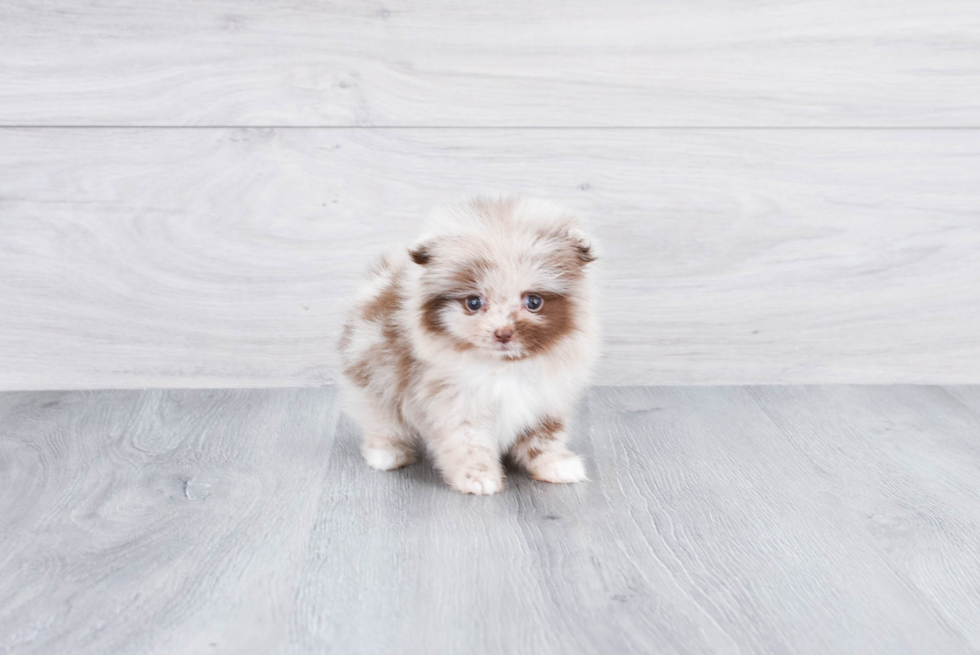 Pomeranian Pup Being Cute