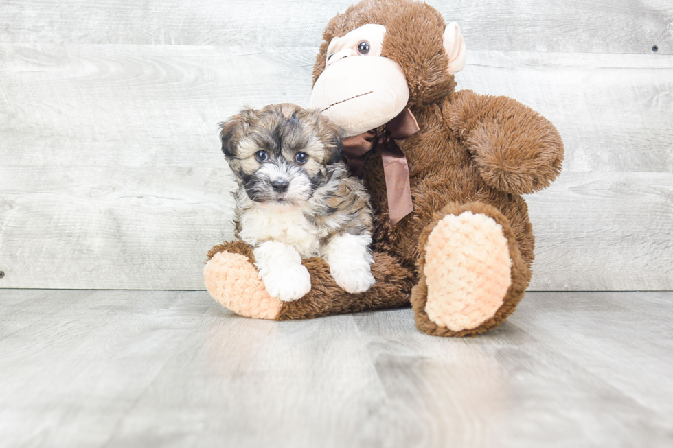 Playful Havanese Baby