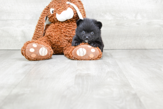 Small Pomeranian Baby