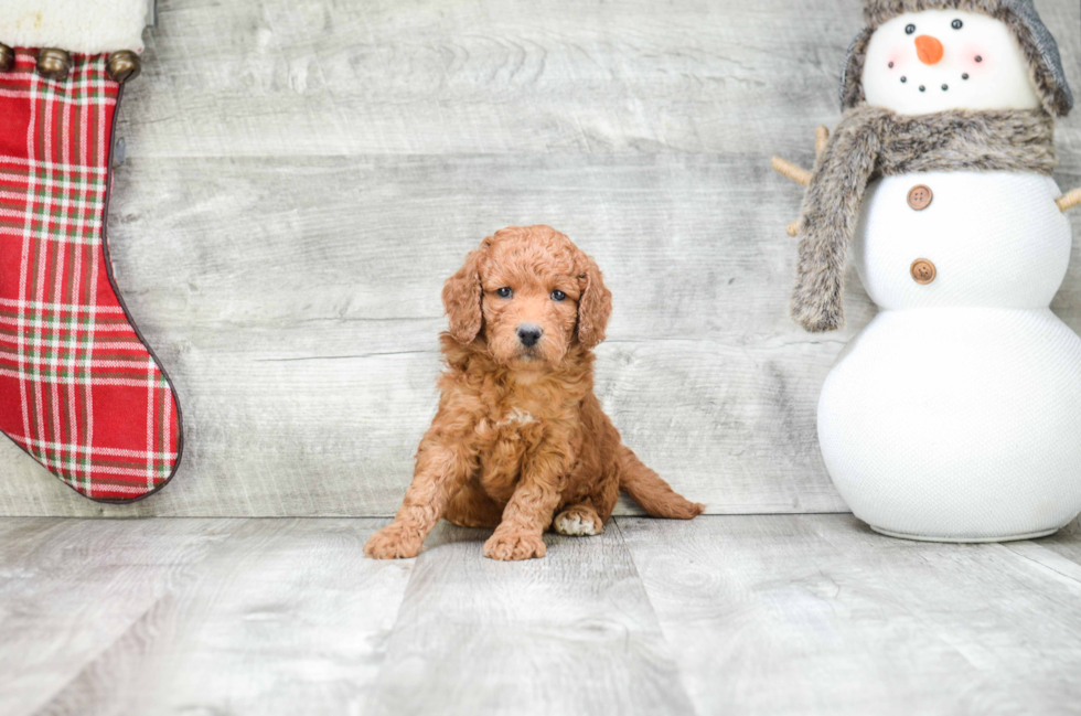 Best Mini Goldendoodle Baby