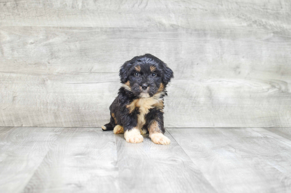 Adorable Bernadoodle Poodle Mix Puppy