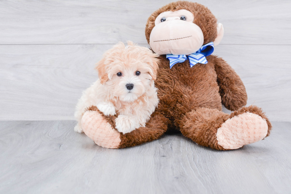 Cute Maltipoo Baby