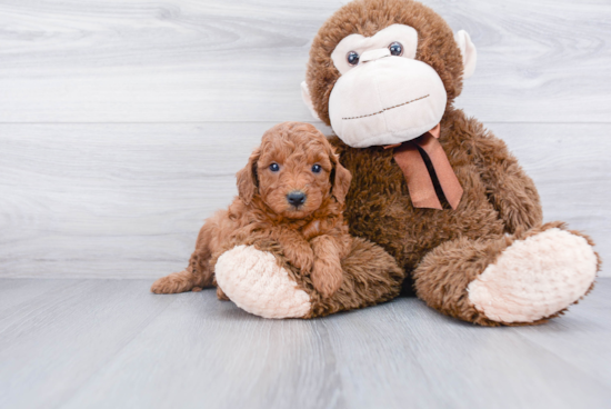 Adorable Golden Retriever Poodle Mix Puppy