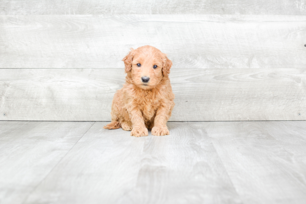 Adorable Golden Retriever Poodle Mix Puppy