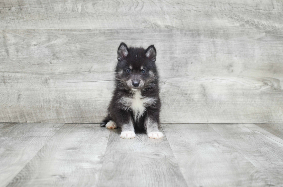 Funny Pomsky Designer Pup