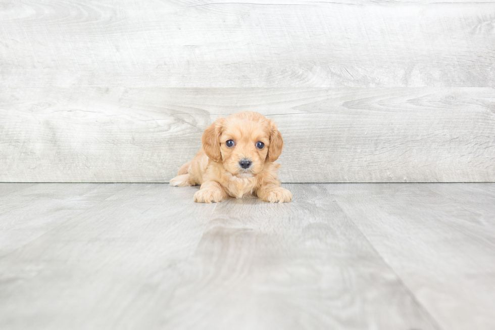 Fluffy Cavapoo Poodle Mix Pup