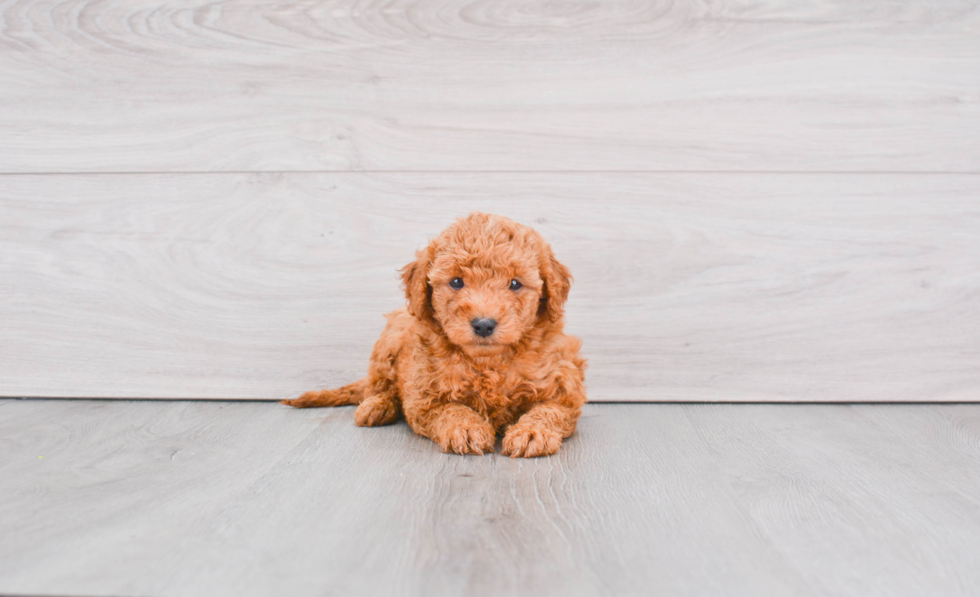 Mini Goldendoodle Puppy for Adoption