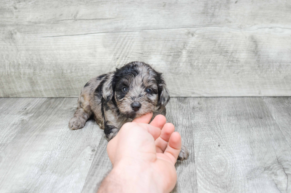 Cute Mini Aussiedoodle Baby