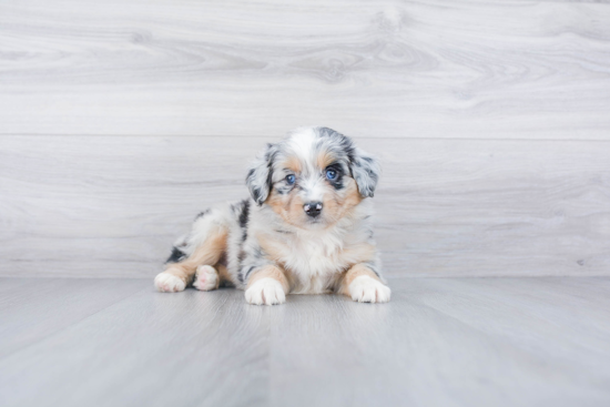 Energetic Aussiepoo Poodle Mix Puppy