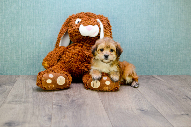 Fluffy Morkie Designer Pup