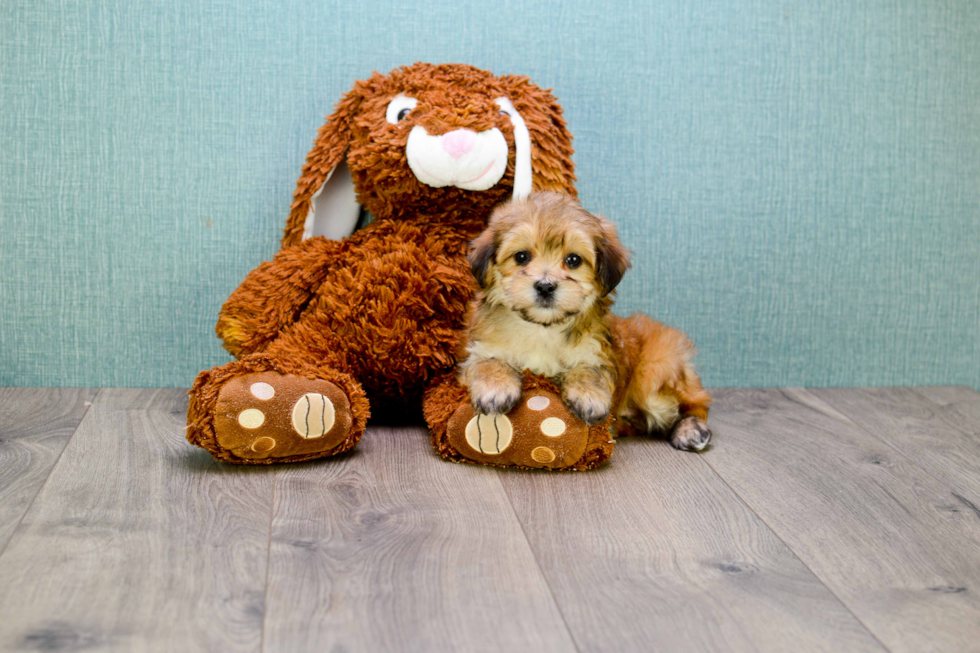 Fluffy Morkie Designer Pup