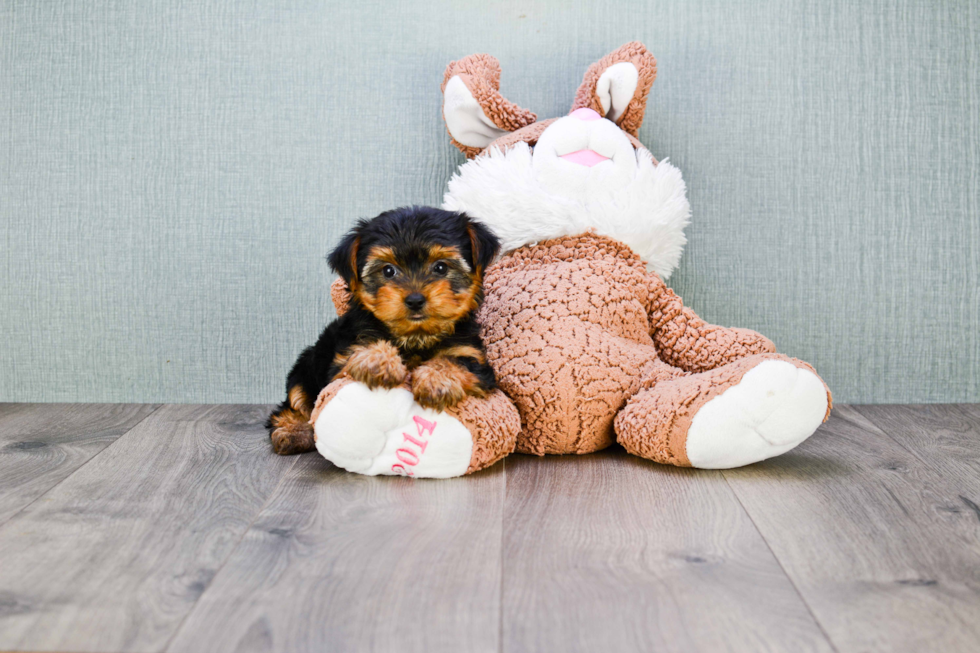 Meet Avery - our Yorkshire Terrier Puppy Photo 