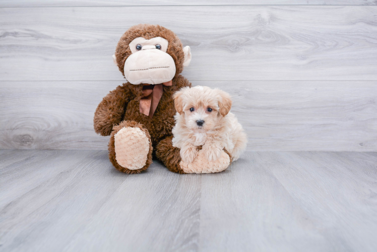 Fluffy Maltipoo Poodle Mix Pup