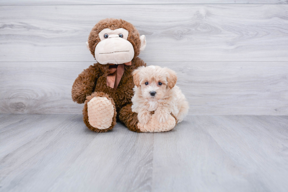 Fluffy Maltipoo Poodle Mix Pup