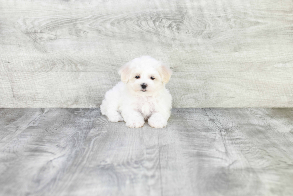 Smart Maltipoo Poodle Mix Pup