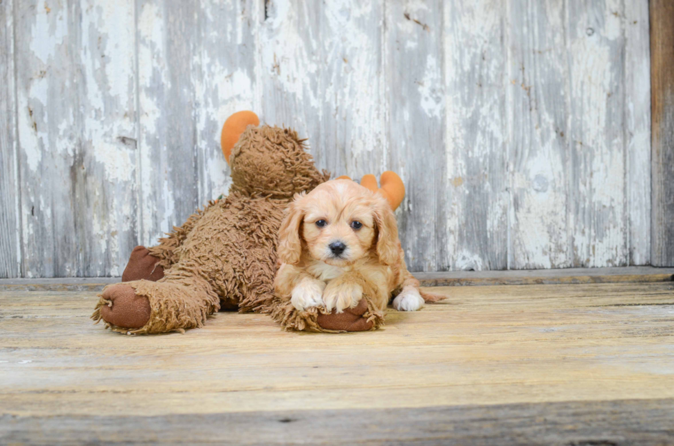 Fluffy Cavachon Designer Pup