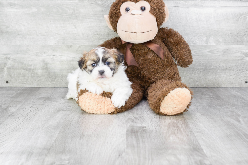 Fluffy Teddy Bear Designer Pup
