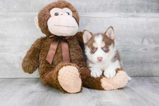 Pomsky Puppy for Adoption