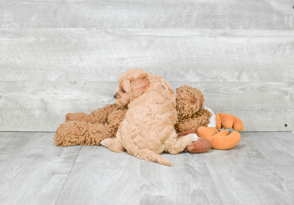 Petite Cavapoo Poodle Mix Pup