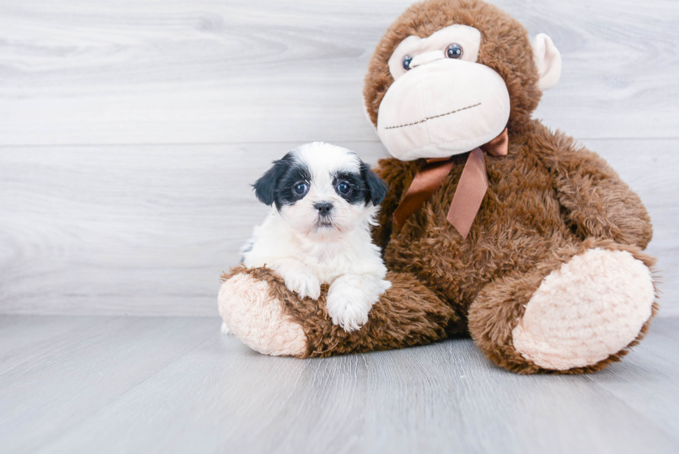 Teddy Bear Pup Being Cute