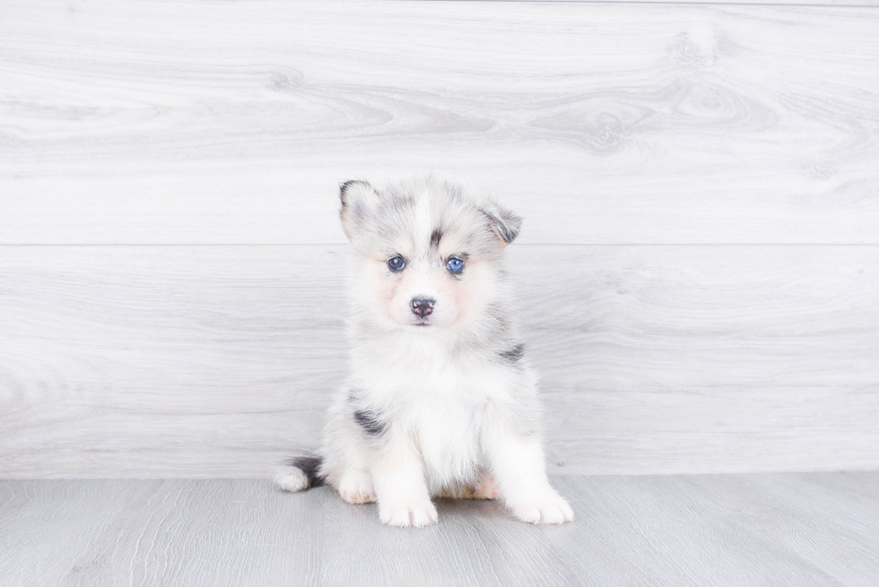 Playful Mini Husky Designer Puppy