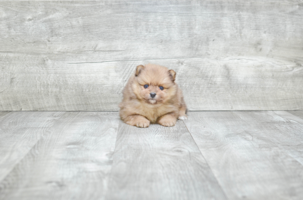 Cute Pomeranian Purebred Puppy