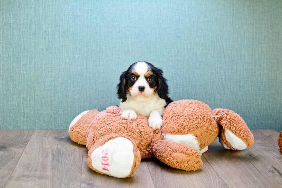 Hypoallergenic Cavalier King Charles Spaniel Purebred Pup