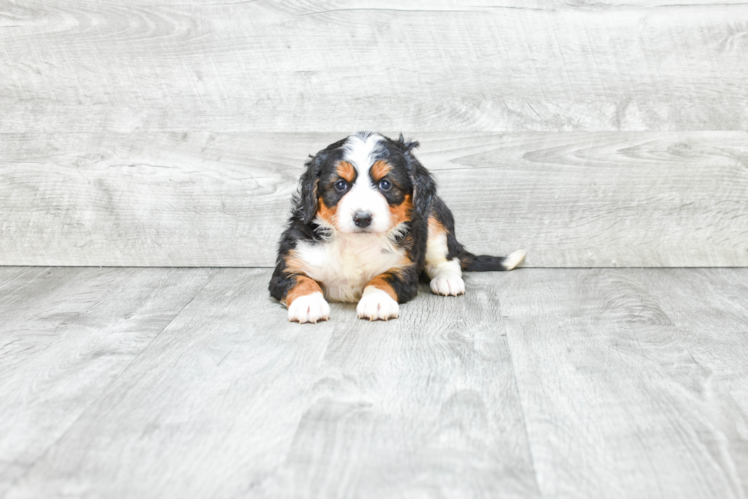 Hypoallergenic Bernadoodle Poodle Mix Puppy