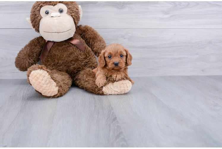 Best Cavapoo Baby