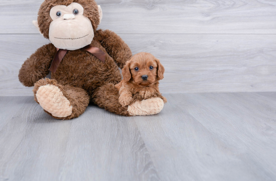 Best Cavapoo Baby