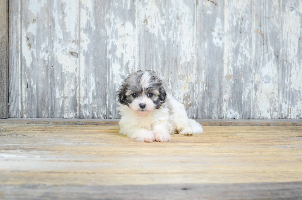 Sweet Teddy Bear Baby