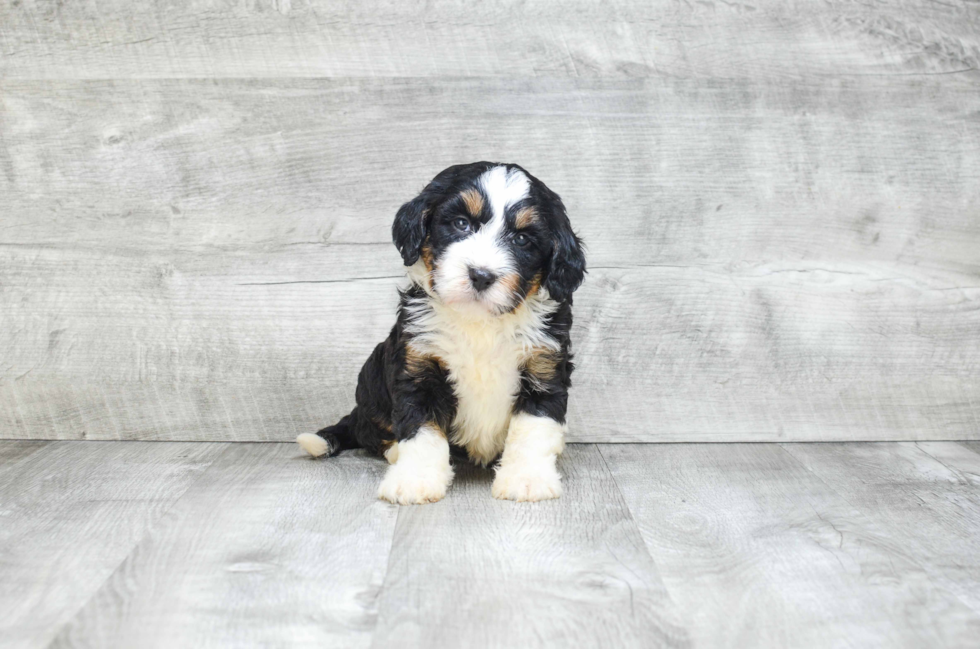 Mini Bernedoodle Puppy for Adoption