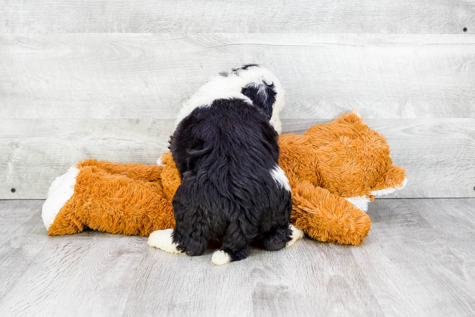 Popular Mini Sheepadoodle Poodle Mix Pup