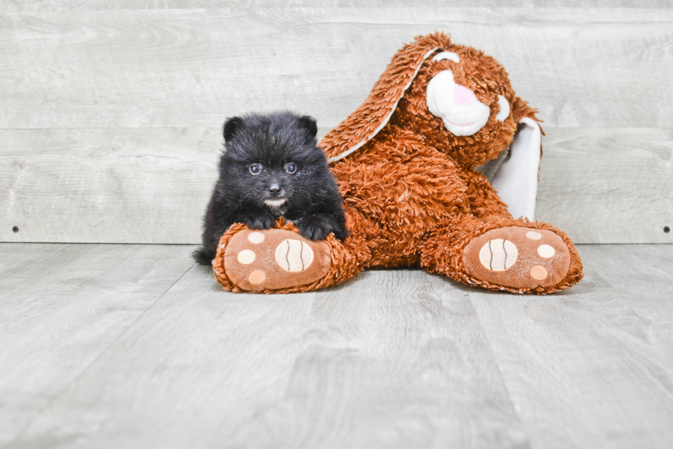 Pomeranian Pup Being Cute