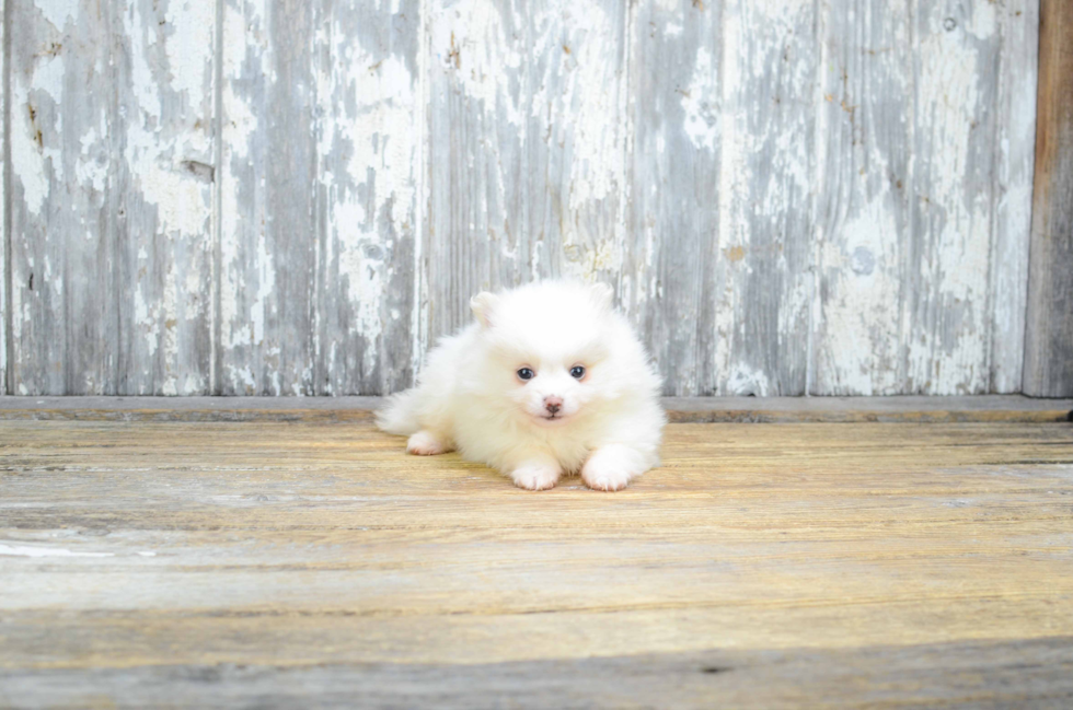 Pomeranian Pup Being Cute